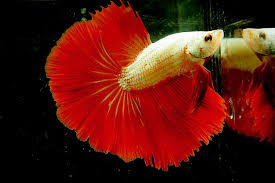 Platinum Red Dragon Hm S872 Halfmoon Betta Betta Fish Betta