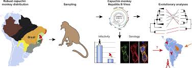 B virus infection is extremely rare, but it can lead to severe brain damage or death if you do not get treatment immediately. A Novel Hepatitis B Virus Species Discovered In Capuchin Monkeys Sheds New Light On The Evolution Of Primate Hepadnaviruses Journal Of Hepatology