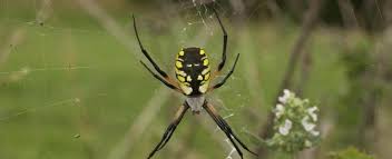 Most spiders have two claws on each foot, but orb weavers have an additional claw to help them spin their complex webs. Black And Yellow Garden Spider Missouri Department Of Conservation