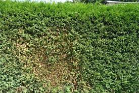 It's at least 40 years old, but i thought you couldn't kill them. Restoring An Old Hedge