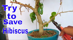 Check spelling or type a new query. How To Save Hibiscus Tree Re Potting Tips Care 1st Sep 2017 Mammal Bonsai Youtube