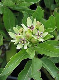 Image result for Asclepias buchwaldii