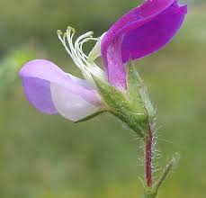 Image result for Lathyrus hirsutus