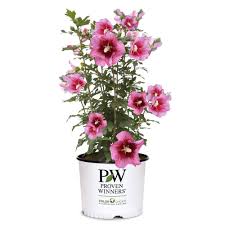 Image result for Hibiscus Red 2016 Vito