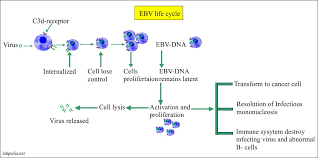 Ebv is the primary agent of infectious mononucleosis (im), persists asymptomatically for life in nearly all adults, and is associated with the. Epstein Barr Virus Ebv Infectious Mononucleosis Labpedia Net