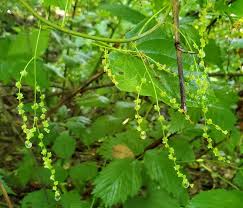 Image result for Dioscoreaceae