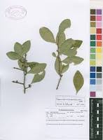 Image result for Gymnosporia pubescens