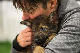 Paws in Work | lucy's law puppy farm