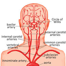 Image result for Posterior Circulation