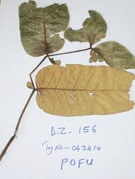 Image result for Polyscias fulva