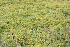 Chemische unkrautvernichter sind im garten erlaubt, aber sehr umstritten. Kriechendes Unkraut Im Rasen Bestimmen 14 Arten Gartenlexikon De