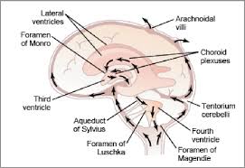 Csf Circulation Diagram Wiring Diagram Images Gallery