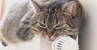 We did not find results for: Radiateur Electrique Comment Le Choisir Et Faire Des Economies