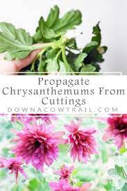 Propagate Chrysanthemums From Cuttings Propagating Plants Chrysanthemum Chrysanthemum Flower