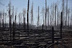 Look at the photos of abandoned and dead animals in chernobyl: Chernobyl Guides Say Worst Wildfires In Area S History Are Out Of Control Abc News