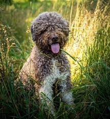 Select the area where you would like to locate lagotto romagnolo dogs. Westminster Dog Show Will Include Several Pups From Pennsylvania Pennlive Com