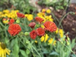 Image result for Emilia violacea