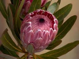 Image result for Protea enervis