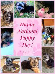 Happy National Puppy Day National Puppy Day Puppies Cute Animals