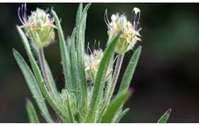 Image result for Sesamum parviflorum