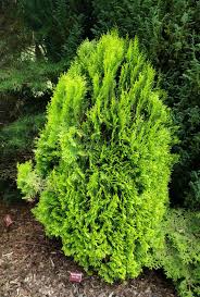 Image result for Platycladus orientalis