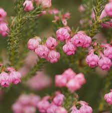 Image result for Erica whyteana