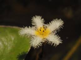 Image result for Menyanthaceae