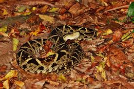 Image result for Bothrops asper
