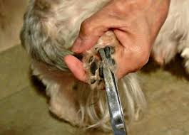 The large central pad on the front feet. Trimming Shih Tzu Paw Pads Complete How To Manual