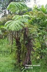 Image result for Haumaniastrum suberosum