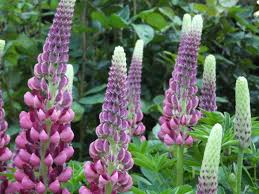 We did not find results for: Selecting Bee Forage Plants Province Of British Columbia