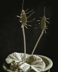Image result for Dorstenia barnimiana