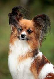 pin na doske butterfly dogs