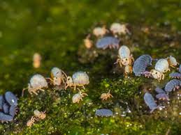 Please scroll down to read about health issues from springtails and pest control treatment. Hidden Housemates Springtails Are Everywhere Even In Your Home