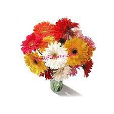 Send 12 Mixed Colour Large Gerbera Daisies To Philippines Gerbera Daisy Online Flower Shop Flower Delivery