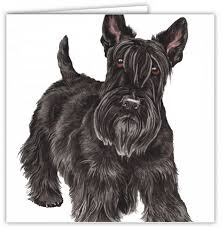 Image result for skotský teriér