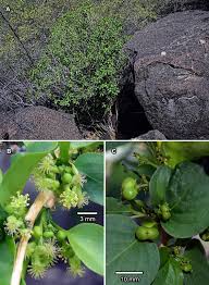 Image result for Erythrococca