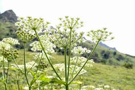 Image result for Heracleum