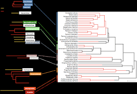 Image result for Danthoniopsis dinteri