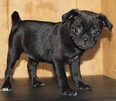 Se lo si dovesse definire con due parole si potrebbe dire che si tratta di un mastino bonsai. Alla Scoperta Del Chug Tenero Incrocio Tra Chihuahua E Carlino