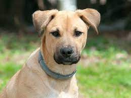 Black Mouth Cur Price Temperament Life Span