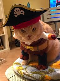 37% off halloween pet dog clothes dogs holding a knife halloween christmas costume funny pet cat party cosplay apparel clothing 0 review cod. Funny Cat Clothes 99 Cool Gifts Funny Cat Clothes Cat Clothes Funny Cats