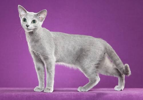 Russian Blue - TICA - The International Cat Association