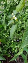 Image result for Solanum americanum