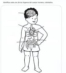 Jun 06, 2017 · imágenes del cuerpo humano: Organos Cuerpo Humano Worksheet