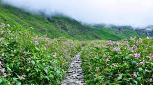 Maybe you would like to learn more about one of these? 6 Reasons To Visit Valley Of Flowers National Park Trek To Valley Of Flowers
