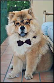 daiki my chow chow yavru kopek chow chow kopek