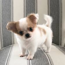 10 Chihuahua Puppies Long Haired Uk Teacupchihuahua Long Haired Teacup Chihuahua For Di 2020 Anak Anjing Anjing Chihuahua Chihuahua