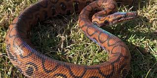 How To Care For Your Brazilian Rainbow Boa - Allan'S Pet Center