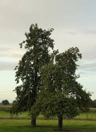 » startseite » foren » haus & garten » birnbaum. Ein Birnbaum In Seinem Garten Stand